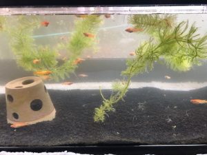 我が家のメダカ